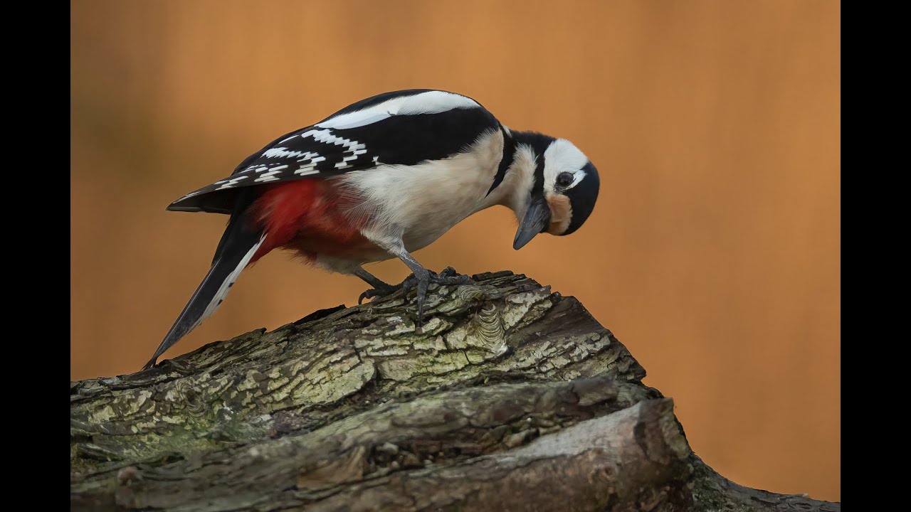Fotohut Vijfheerenlanden een nieuwe fotohut in het midden van het land