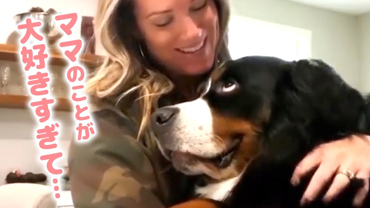 ママがトレーニング中でもお構いなしに乱入してきます。超甘えん坊な大型犬♪