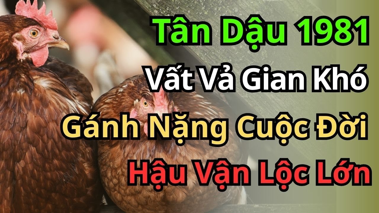 Vận Số Tân Dậu 1981: Khi Gánh Nặng Hóa Vàng Ròng – Thời Kỳ Hoàng Kim Đang Đến