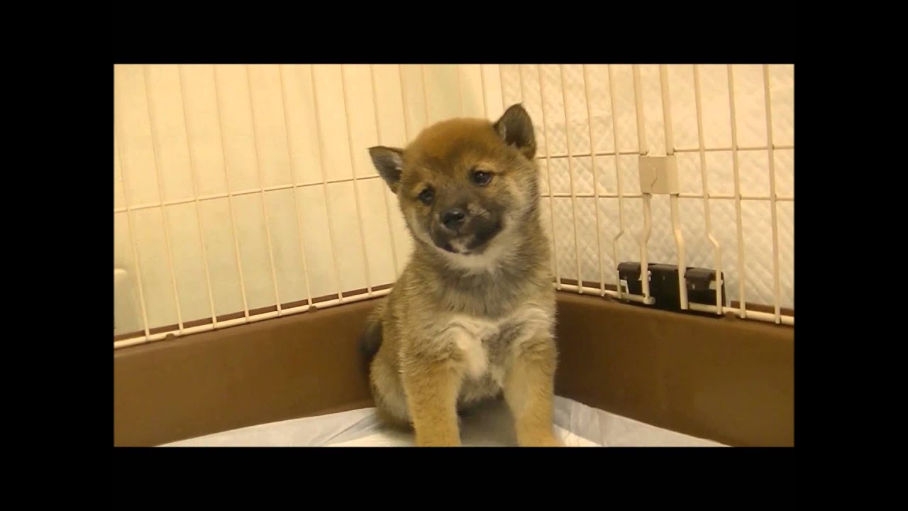 極小豆柴サイズ柴ちゃん