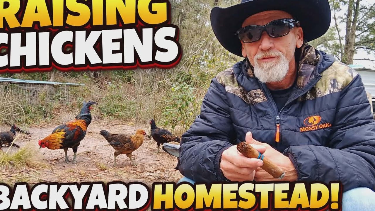 Free Range Survival Chickens. 3 Reasons You Should Free Range Your Chickens