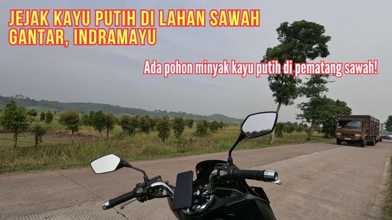 Jejak Kayu Putih di Lahan Sawah Gantar, Indramayu