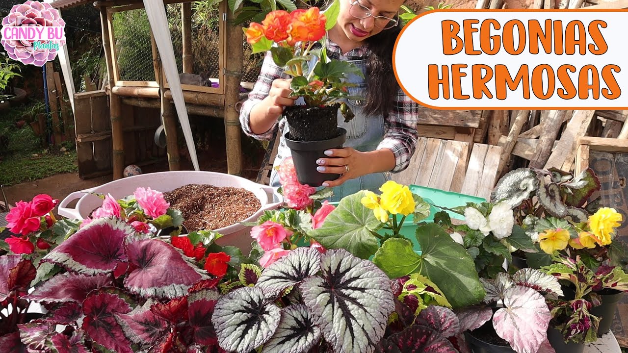Trasplantando begonias y el conejo lo hizo otra vez │Candy Bu