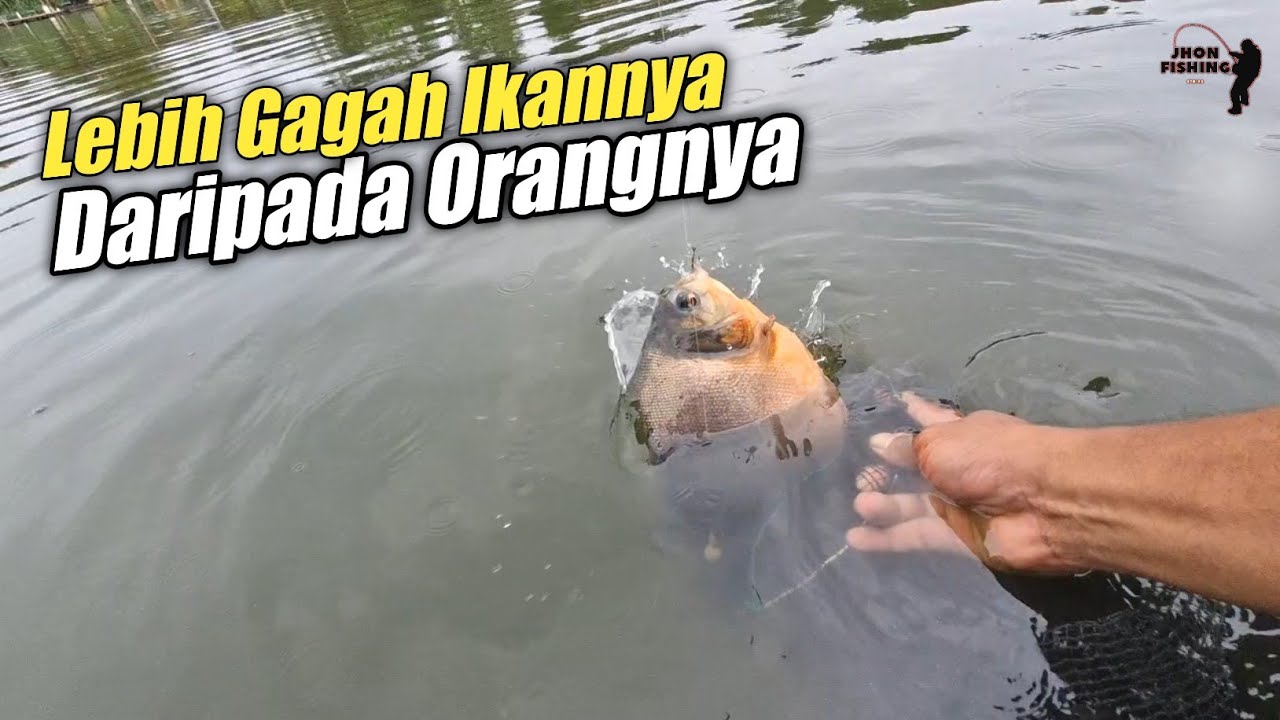 Lebih Gagah Ikannnya Dadipada Orangnya