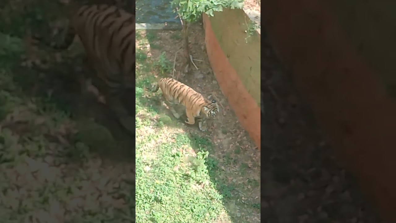 Mysore zoo #mysorezoo #chitta
