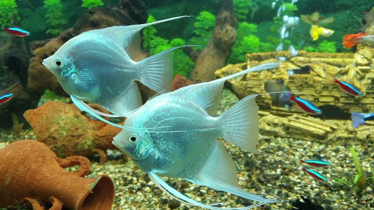 Pesci tropicali d'acqua dolce