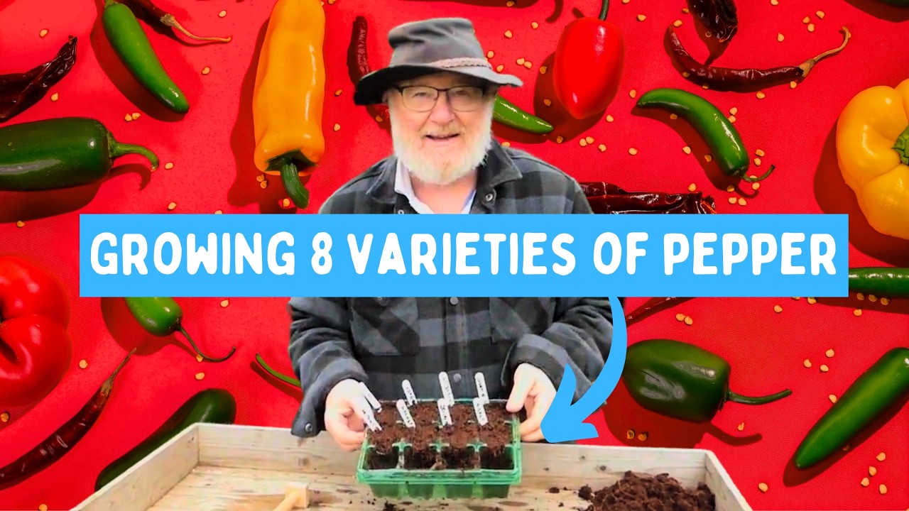 Sowing sweet and chilli peppers