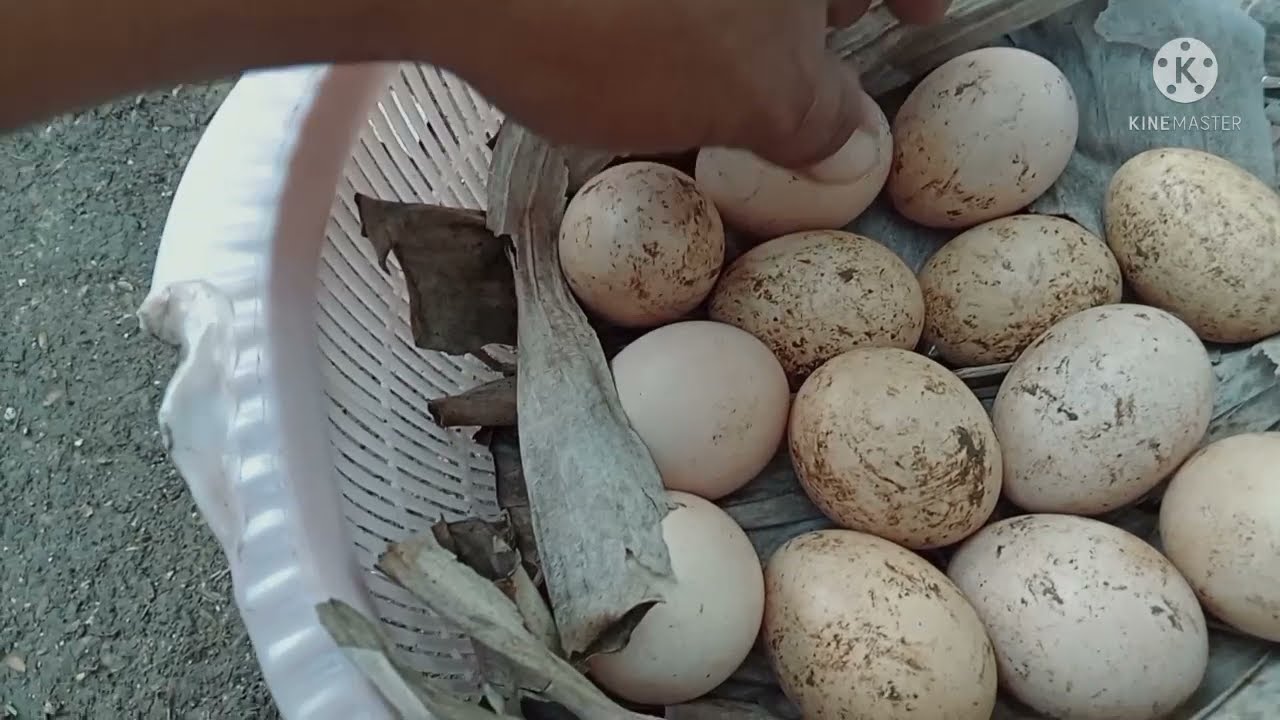 PAANO LINISIN ANG MADUMING ITLOG NG MANOK | TIPS PARA IWAS BUGOK ANG ITLOG