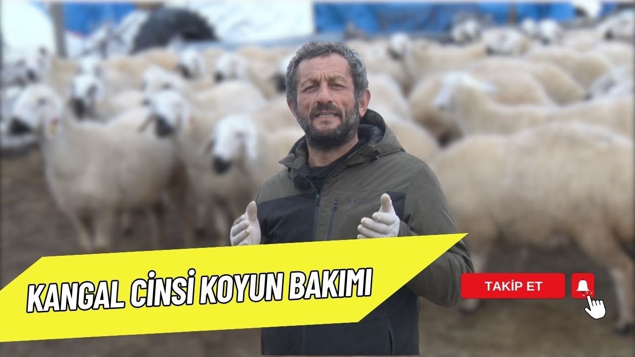 KANGAL CİNSİ KOYUN BAKIMI | ÇOBANIN YOLU