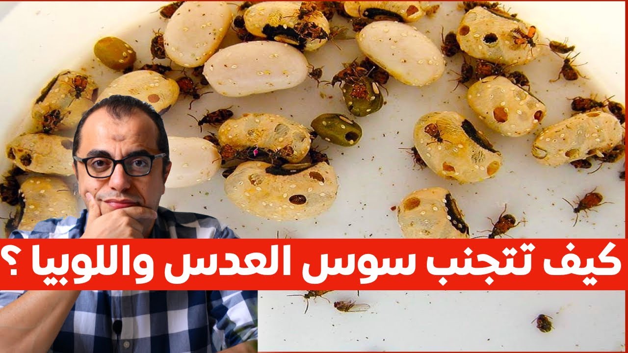 كيف تتجنب سوس العدس واللوبيا والفاصوليا