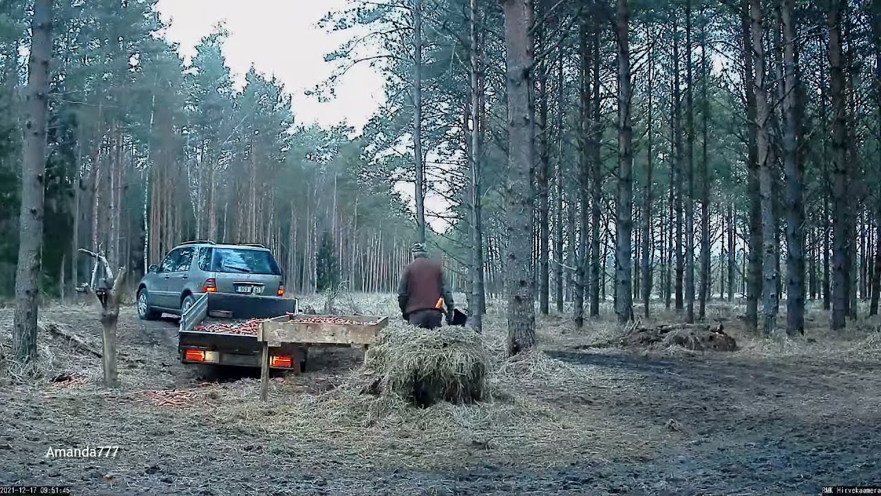 Hirvekaamera Saaremaal:: (Cervus elaphus)🦌🦌Carrots🥕🥕for the Red deer 🦌🎅🏽17.12.2021