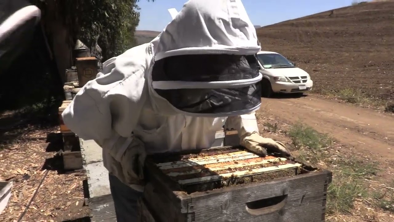 Feral Hive Inspection (Nasty Bees!)