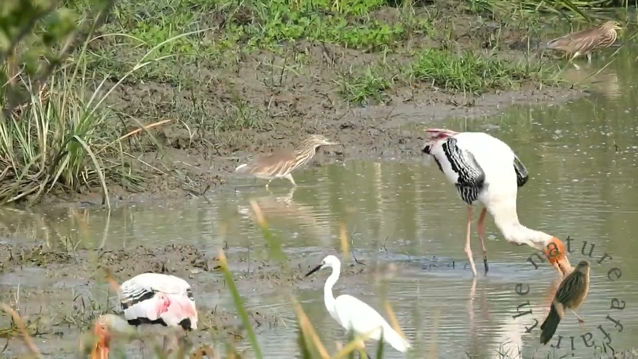Painted Stork