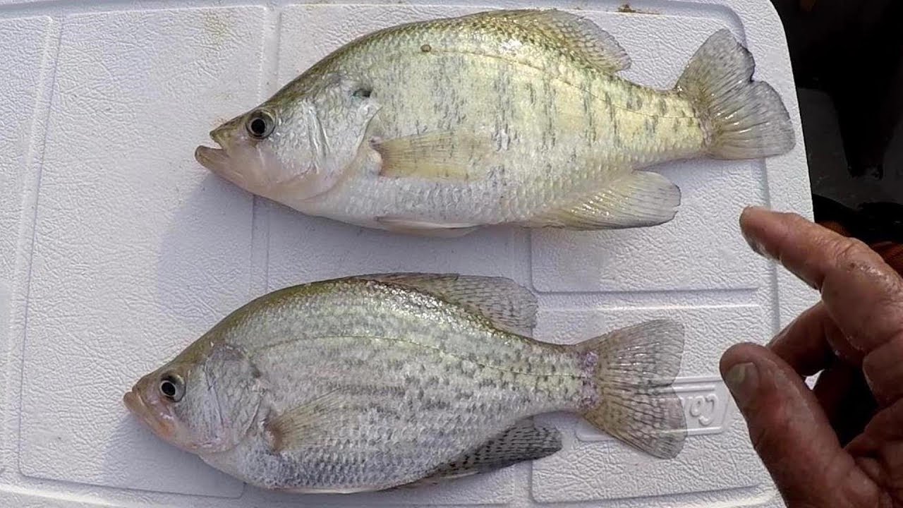 How To Tell The Difference Between Black Crappie and White Crappie