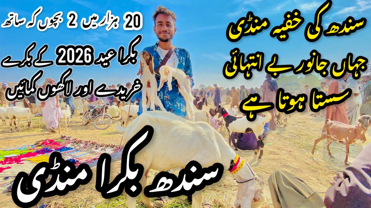 Sindh Bakra Mandi Latest Update 6 December 2025 😱 | Bakra Eid 2026 Ka Maal 😱
