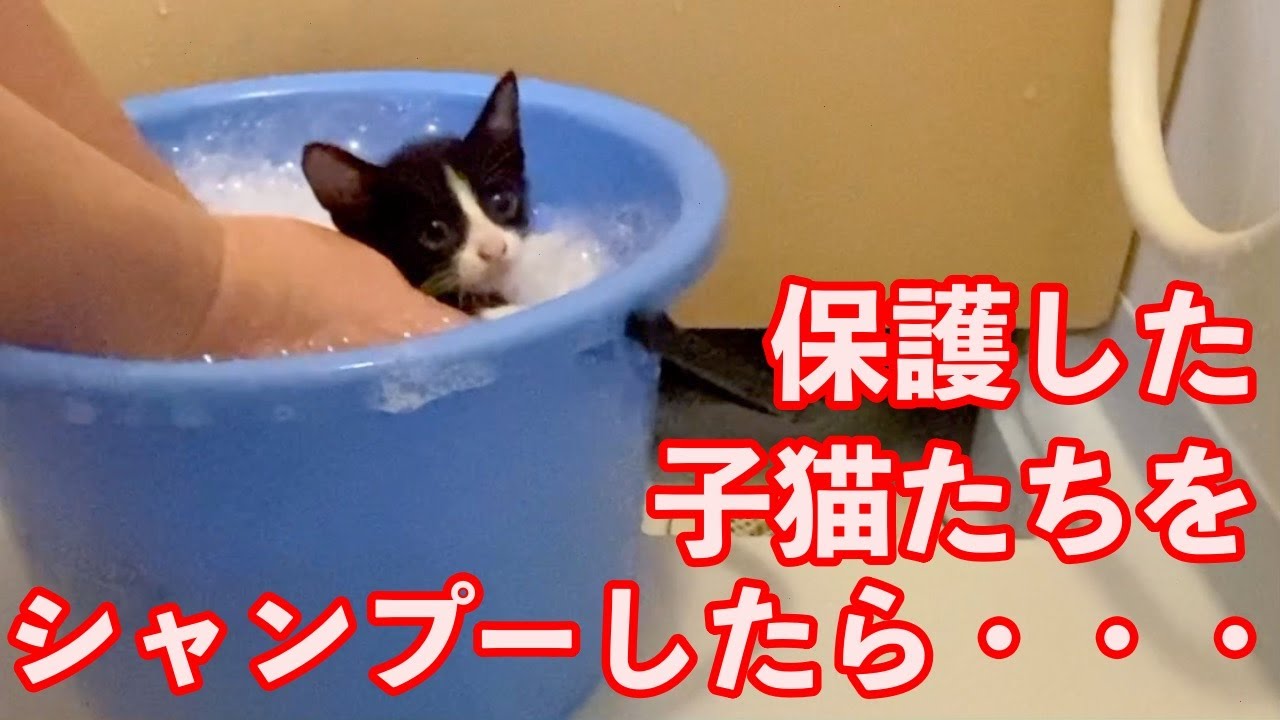 【閲覧注意】猛暑の中ダンボールに入れられて遺棄された4匹の子猫を保護した経緯をお話しします