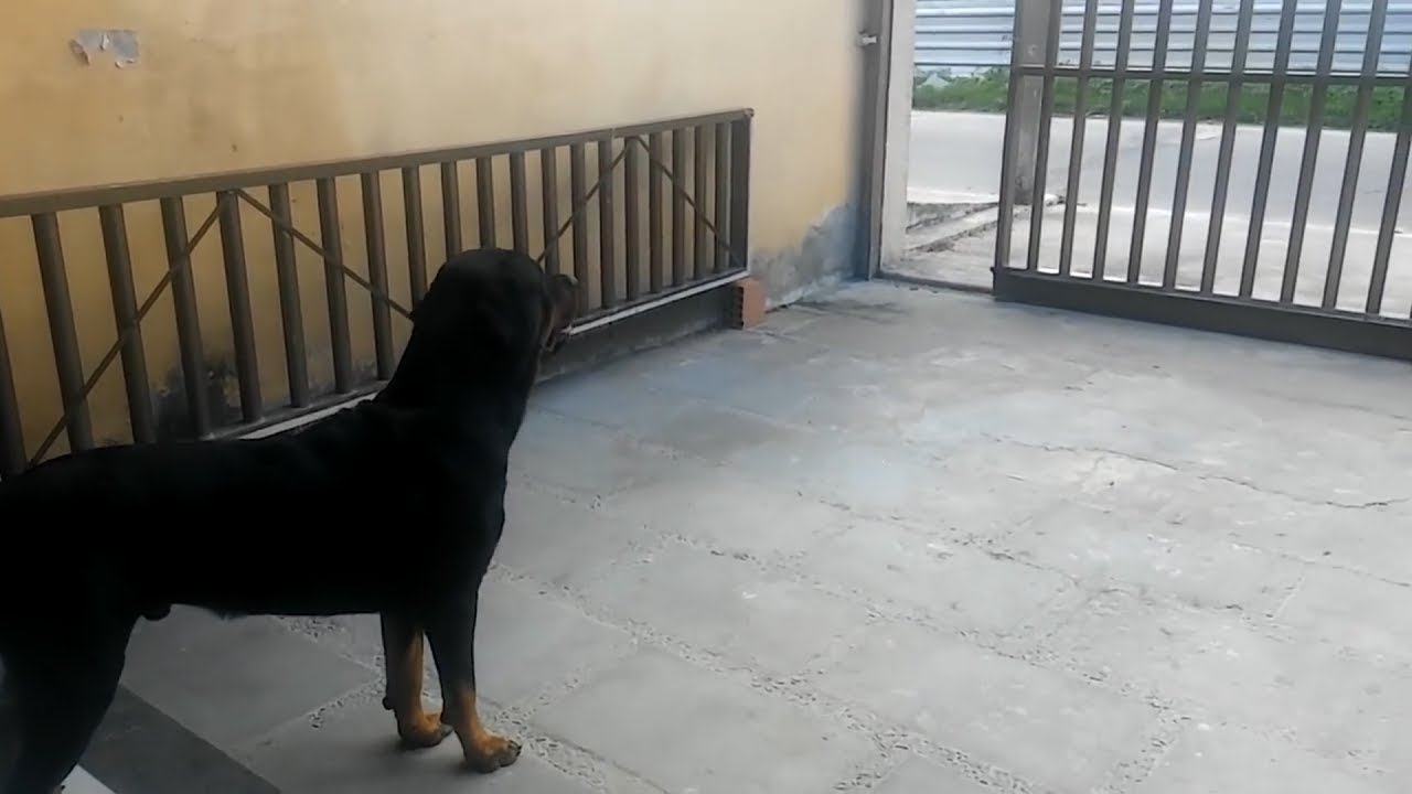 DOG meets his NAVY VET after 10 YEARS and CRIES