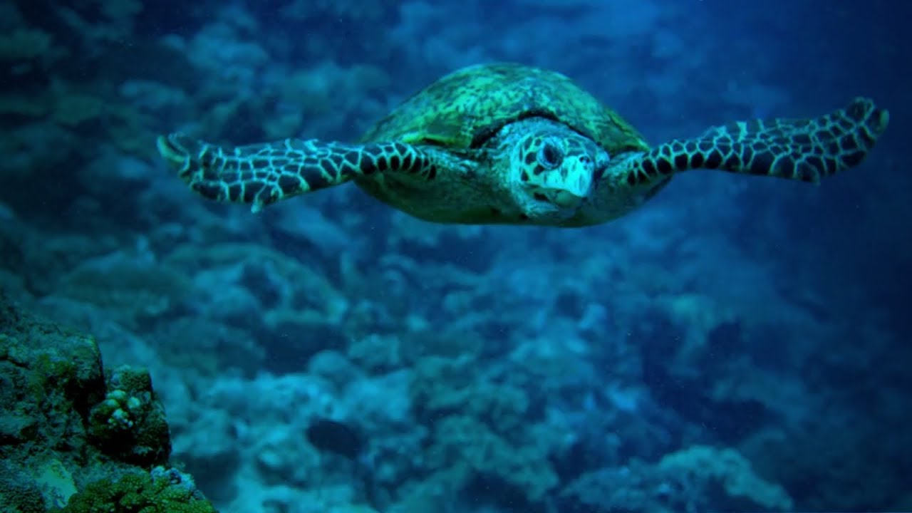 Blue Under the Sea Documentary Opening Intro Video No Copyright | Intro Video For Youtube Channel
