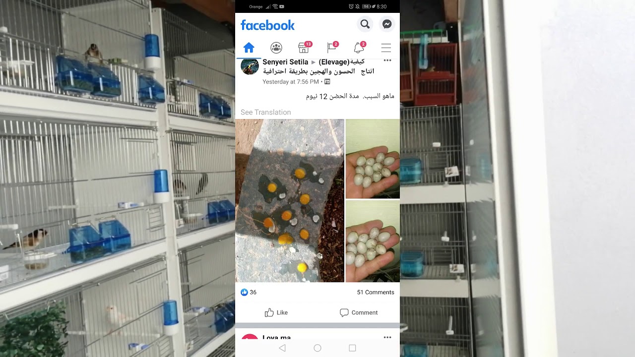 تتبع الطيور وبداية تقديم خلطة الاعشاب