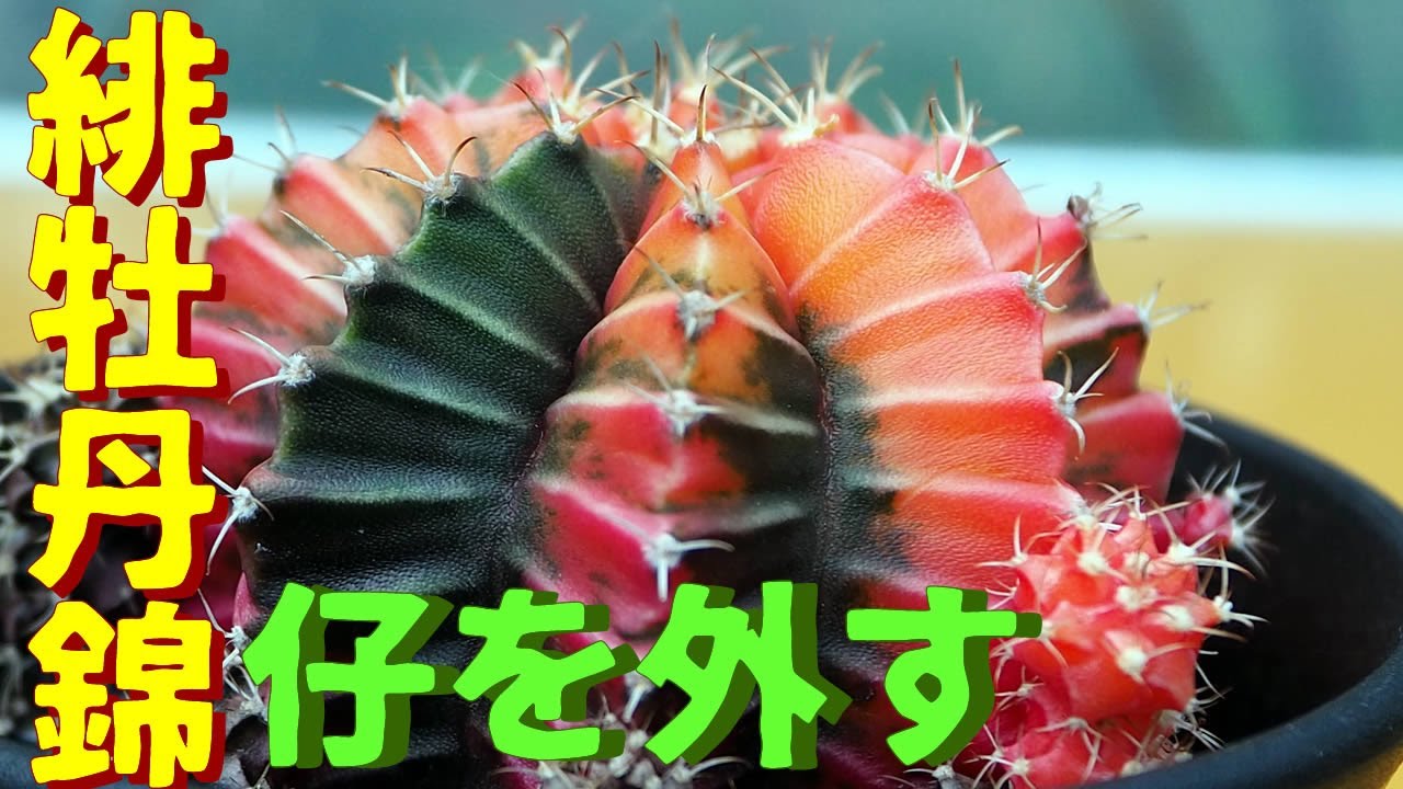 サボテン動画　子だくさん緋牡丹錦のカキコを外す