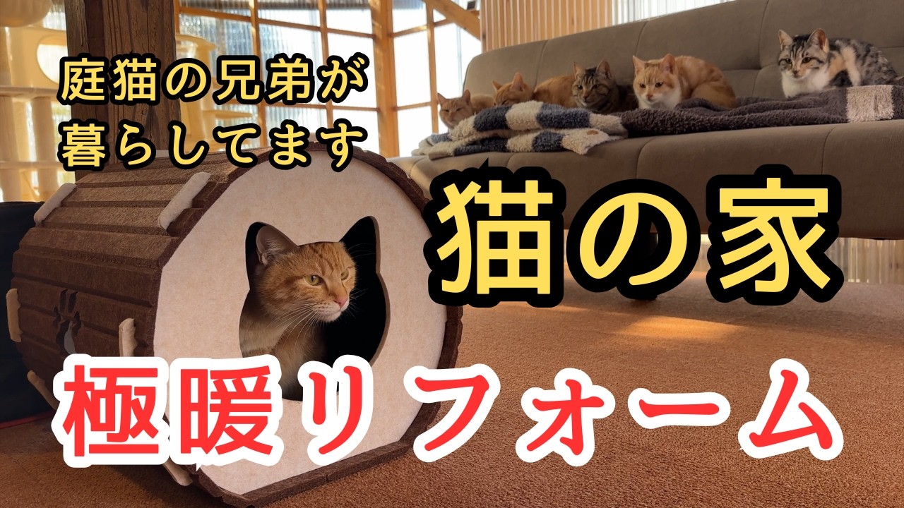 【極暖リフォーム】11匹の兄弟猫が暮らす猫の家の真冬の寒さ対策やりました【元野良猫】