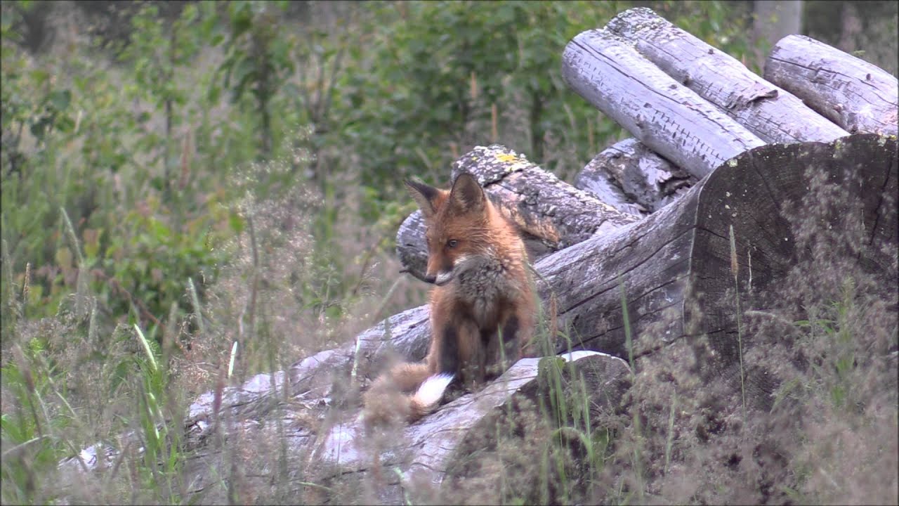 Räv, Red Fox (Vulpes vulpes), 2015-07-22