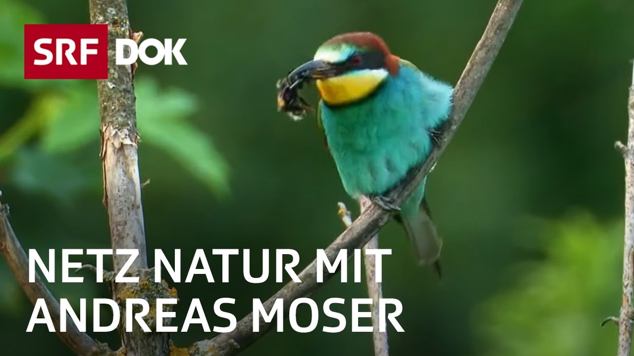 Artenvielfalt der Schweiz | Der Sinn der Vielfalt | NETZ NATUR mit Andreas Moser | DOK | SRF Wissen