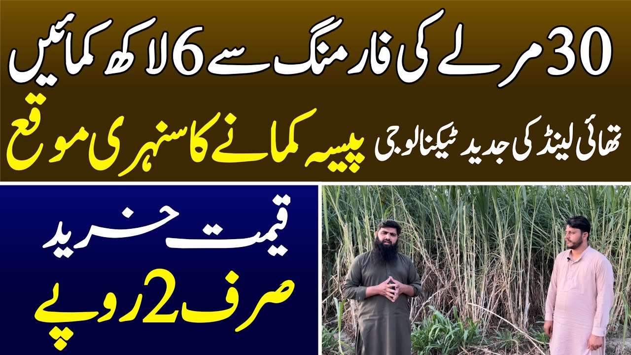 Super Napier Grass Farming In pakistan  Small Business with 30 Marla