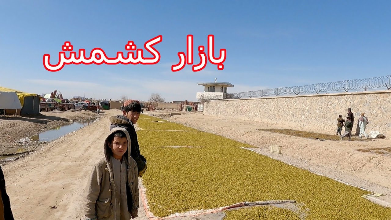 بازار کشمش🤭 بهترین کشمش های افغانستان به کجا فروش می شود؟ Best Afghani raisin