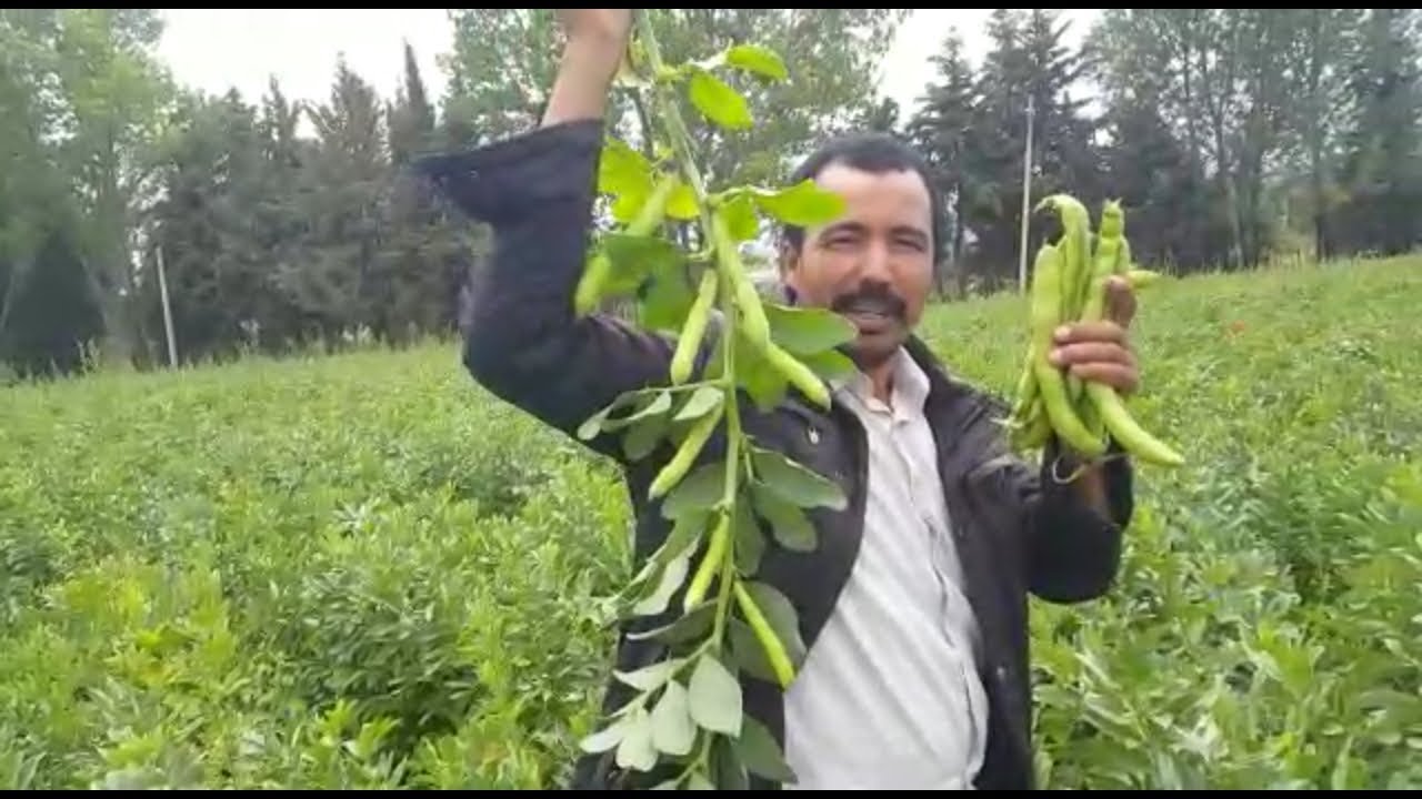 يوميات الفلاح المغربي جولة في مزرعة الفول الصيفي(The diary of the farmer)