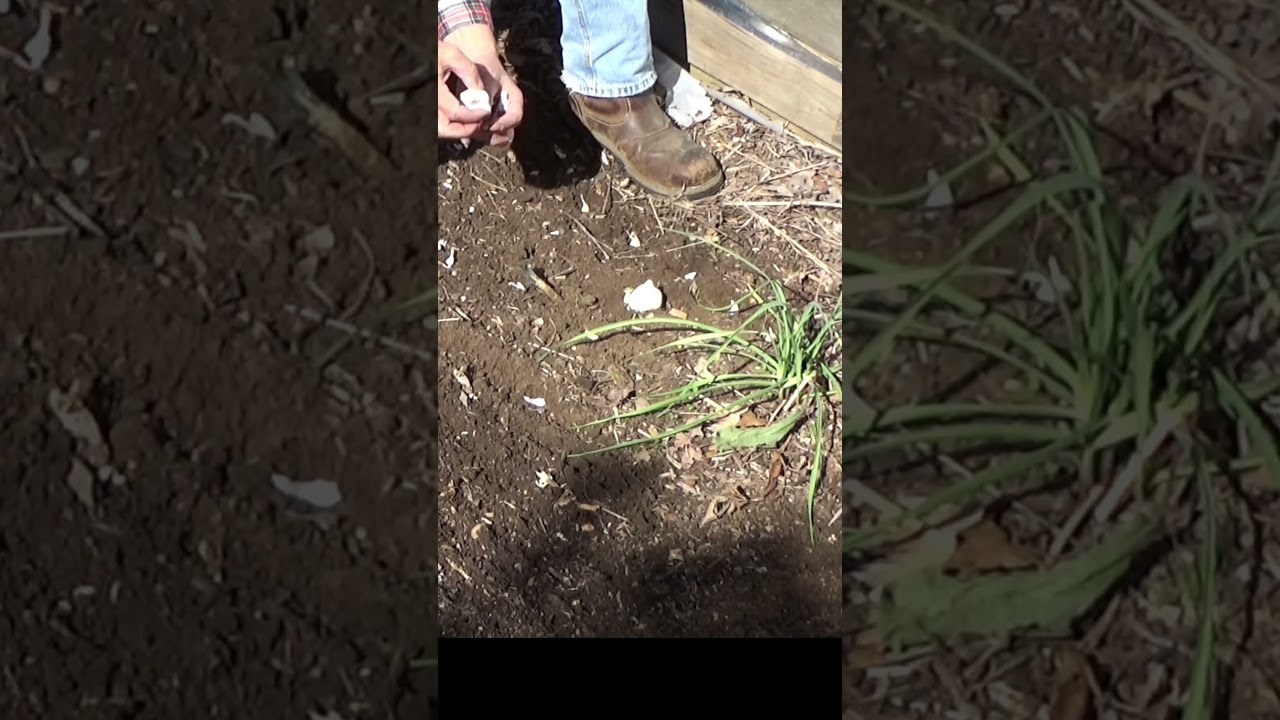 Hard neck vs soft neck garlic #garlic #garden #gardeningtips