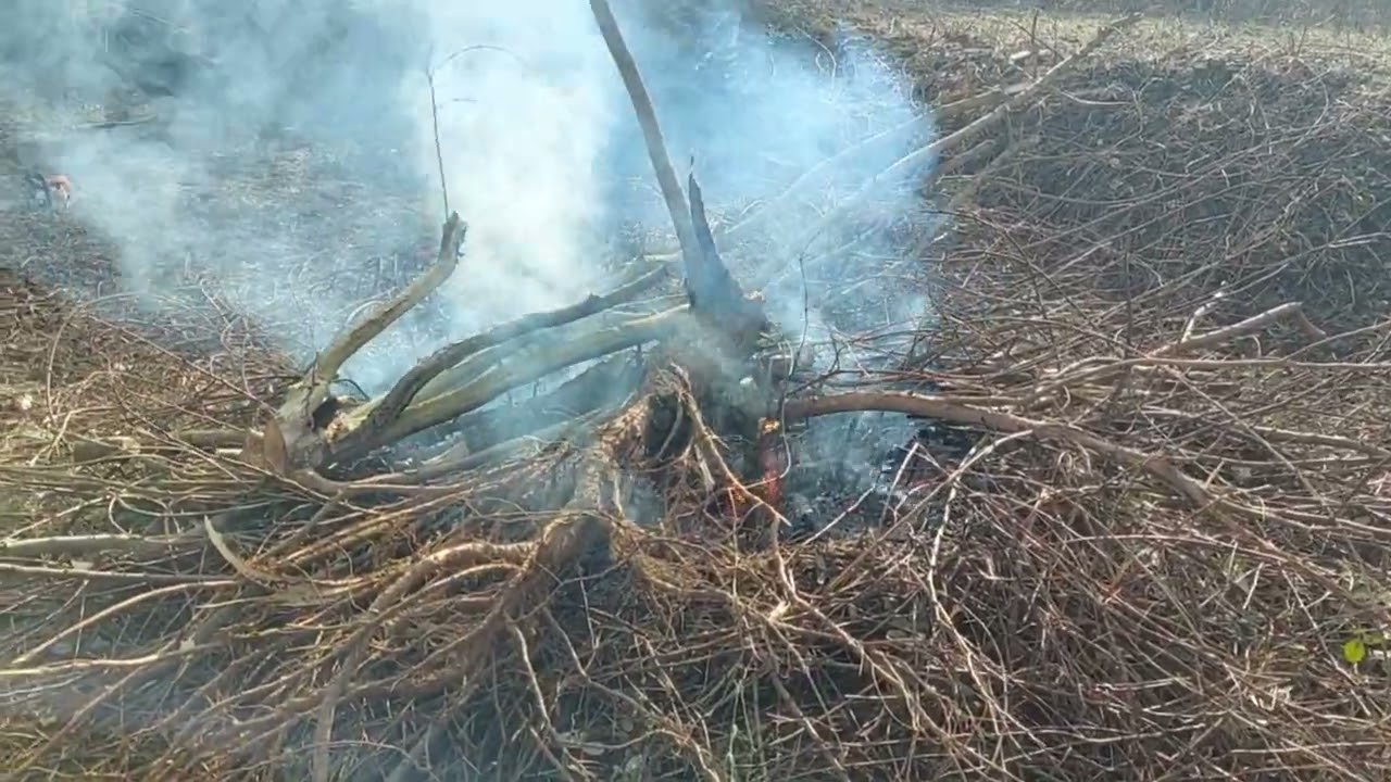 Motika i trimer protiv divlje kupine
