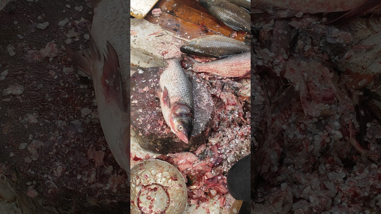 River Brigade fish Cutting Skills #fish #fishcutting #fishspecies #ilishmach