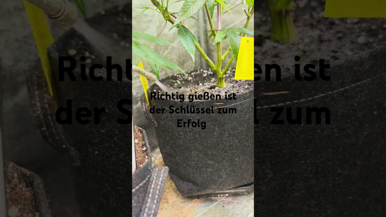 Weed richtig gie&szlig;en 12-14% vom Topf Volumen #RQS #weed #grow #bigbuds #greenconnection #