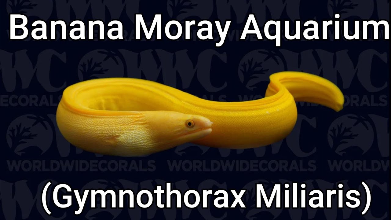 Banana Moray Aquarium - 01 - Introduction