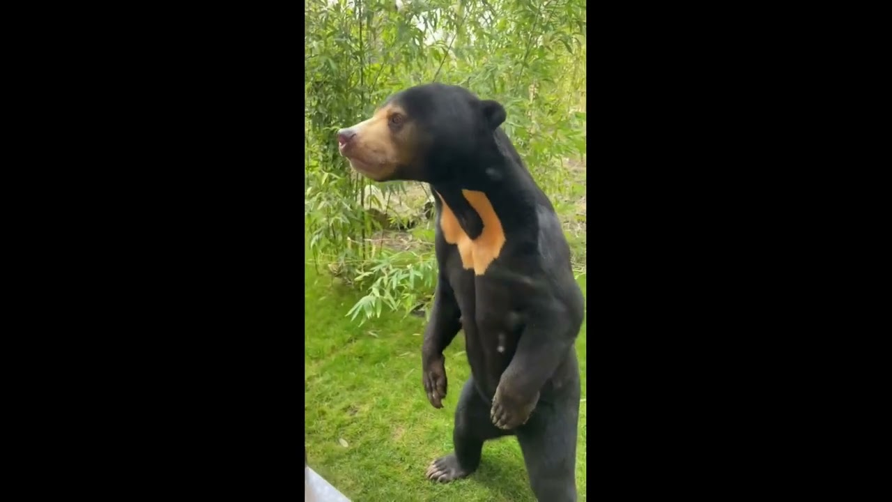 Sun Bear Stands on Hind Feet in Humanlike Manner