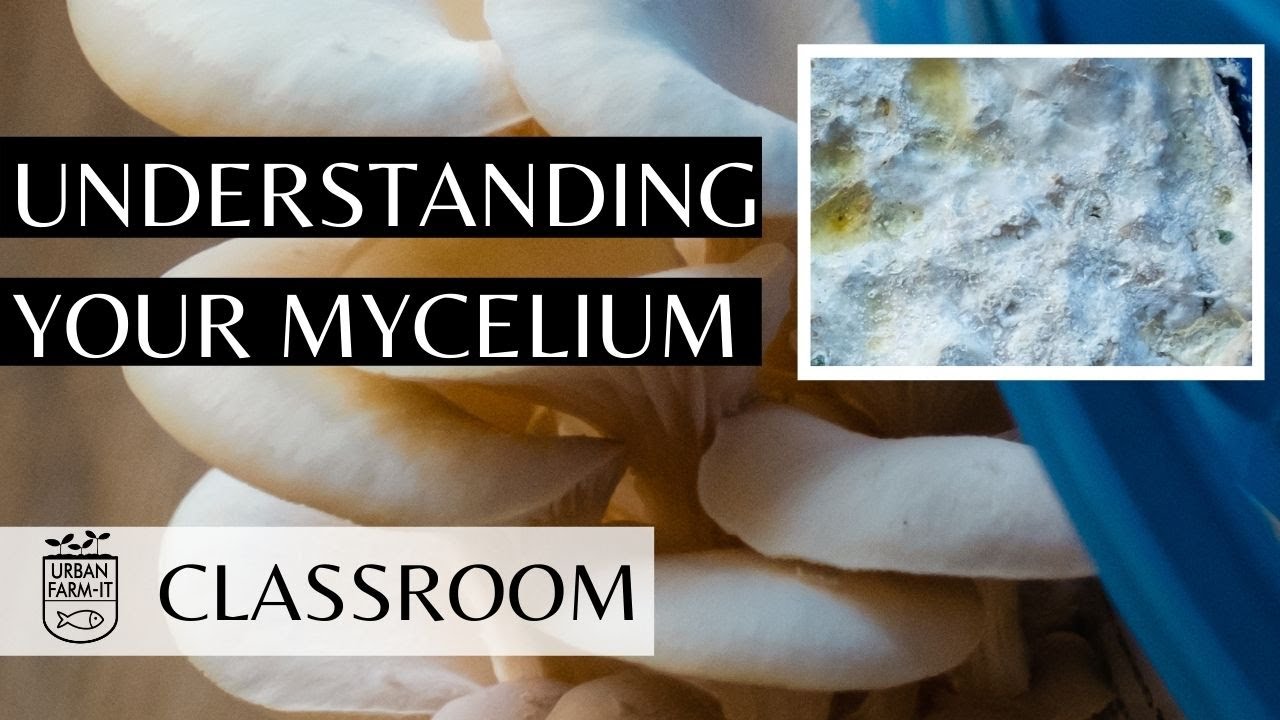 UNDERSTANDING YOUR MYCELIUM | Mushroom growing | Urban Farm-It's Classroom
