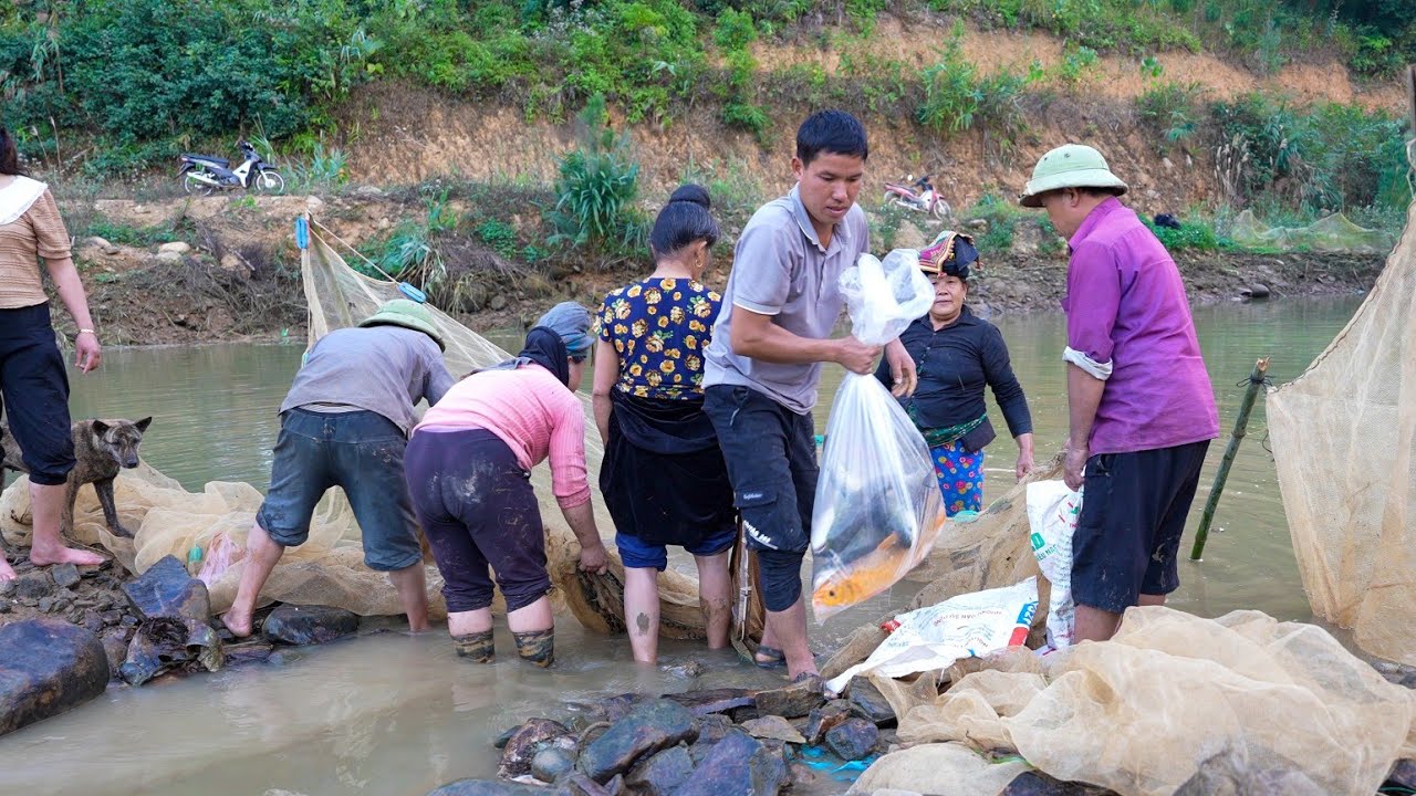 Sow Rice Seeds, Buy Many Large Fish Seeds to Raise | Family Farm