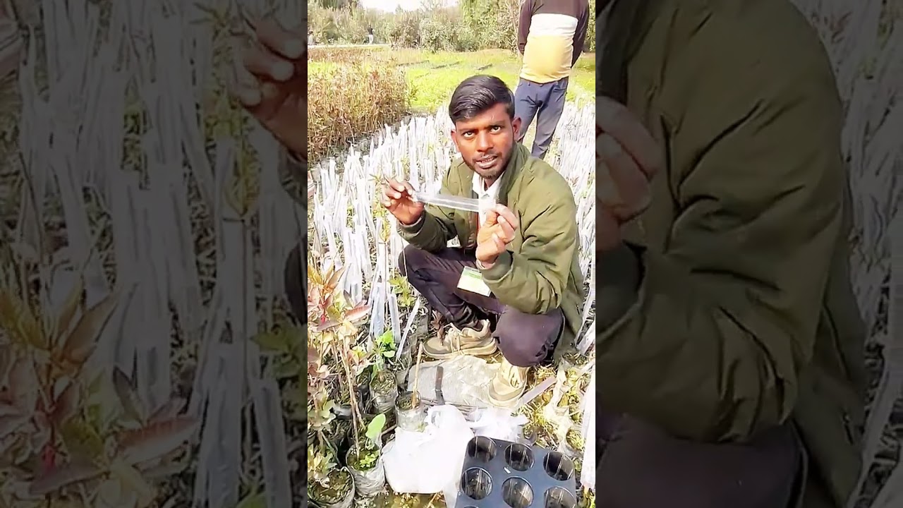 HOW TO PREPARE GRAFTED GUAVA PLANT 🪴 