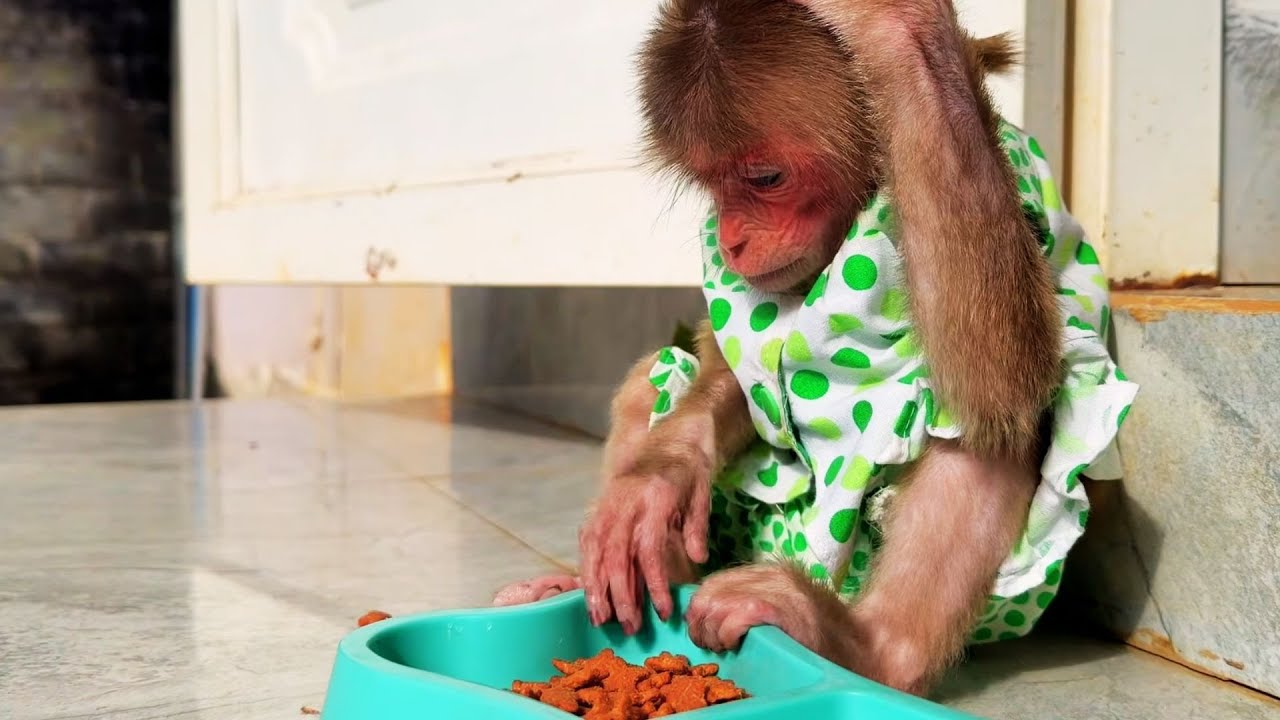 So Adorable! Kyo & BuNa Wait for the Cat — Will It Come Home? 🐱🐒💕