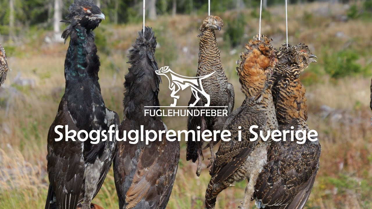 Skogsfugljaktpremiere i Sverige - Fuglehundfeber Ep 16