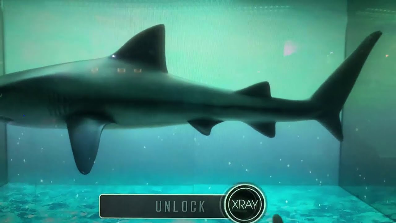 4K #香港海洋公園 #尋鯊探秘 #鯊魚館 #水族館 遊 2020 Hong Kong Ocean Park #Shark Mystique Aquarium Walkthrough