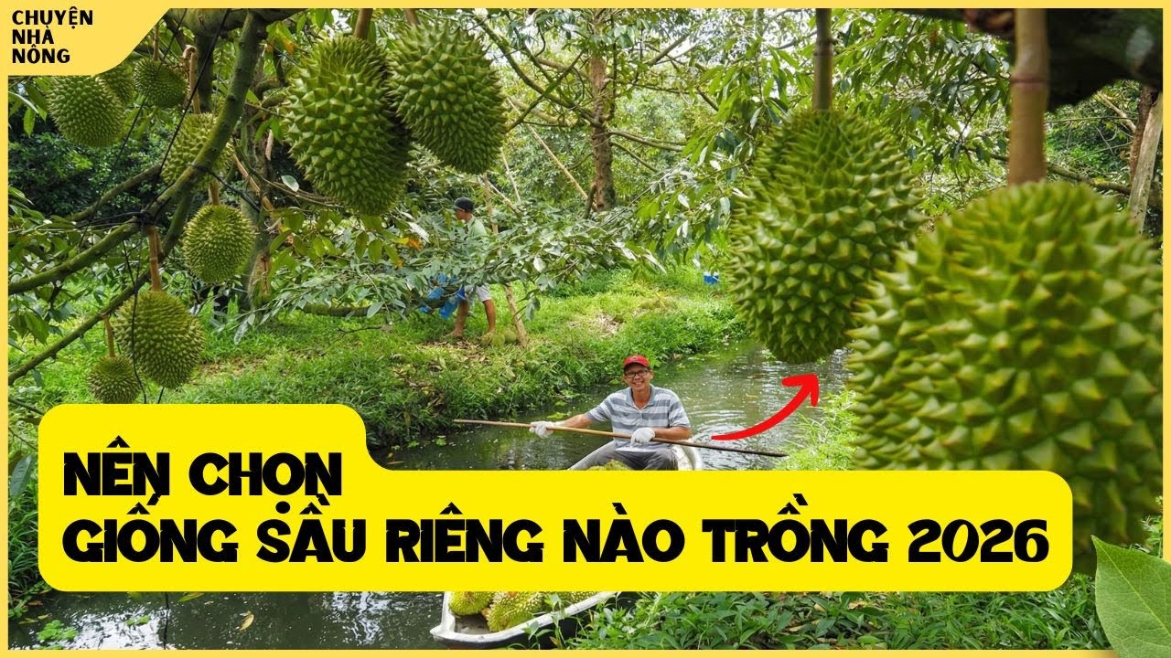 Nên Chọn Giống Sầu Riêng Nào Để Trồng - Năm 2026 #saurieng