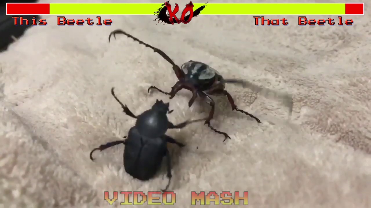 Epic beetle fight with health bars and sound effects