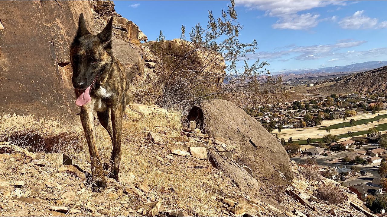Cliff Jumping with my Dutch Shepherd/Belgian Malinois.