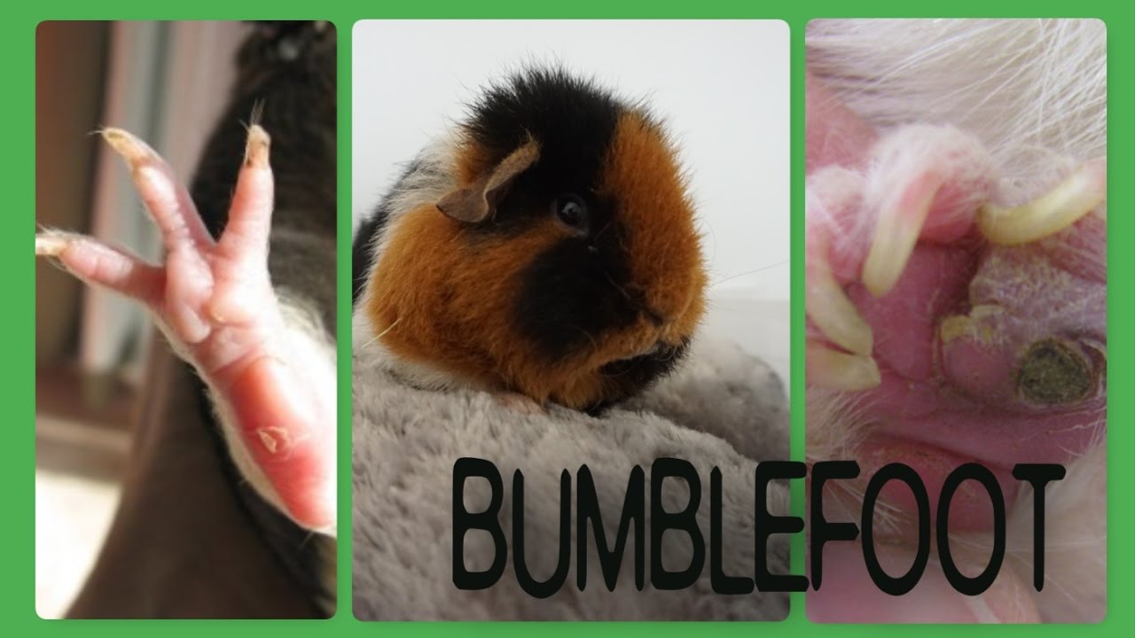 Bumblefoot in Guinea Pigs: What, Why and How to Treat? | Squeak Dreams
