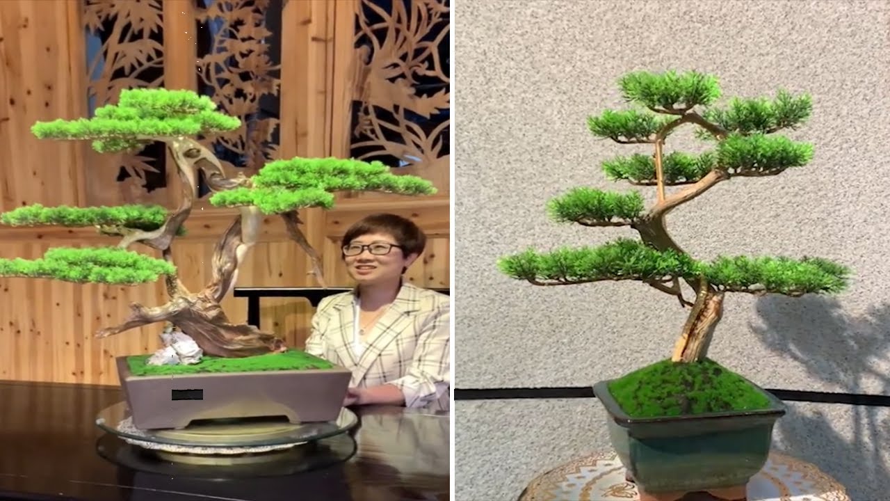 Synthesis of beautiful bonsai from classic to modern in 2022