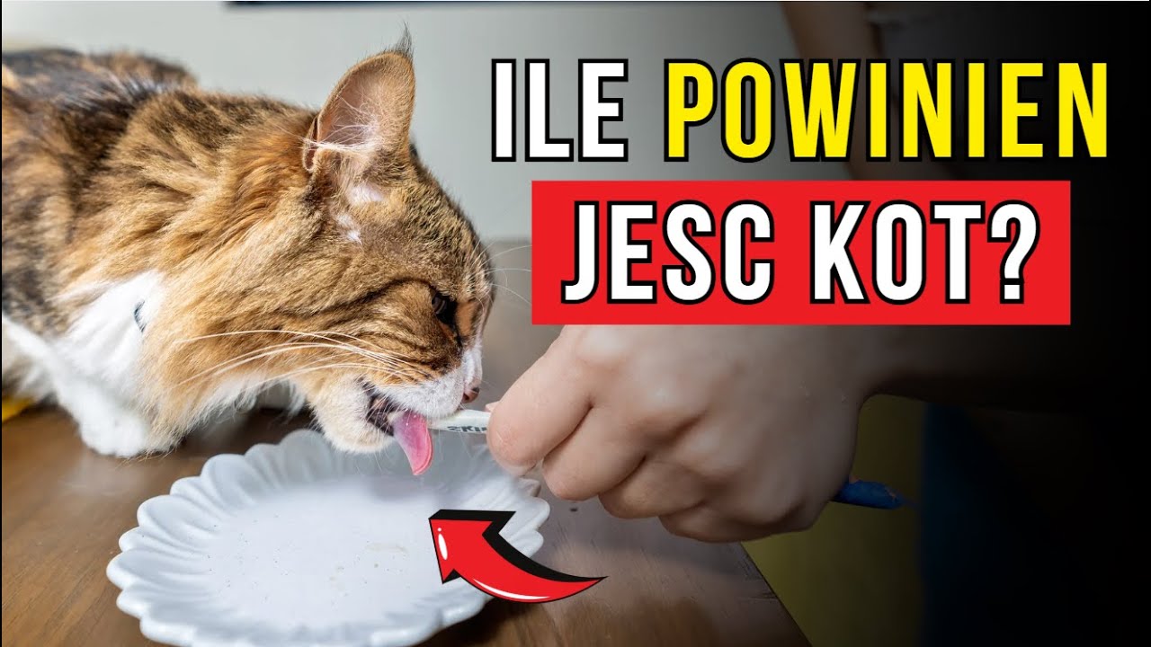 PRAWIE każdy opiekun tak karmi KOTA, a on po cichu cierpi…