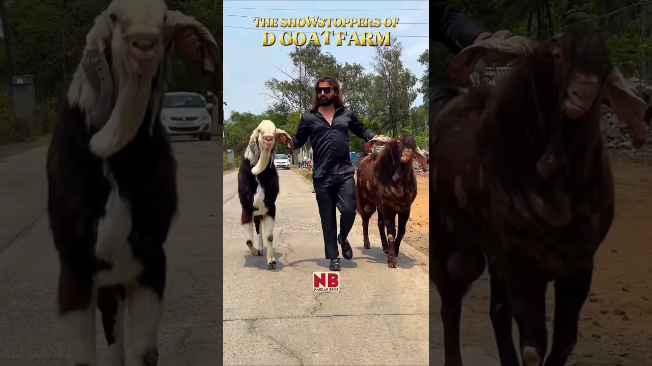 Sabse Bada Shaukeen&hearts;️🔥 #bakraeid #bakraeid2025 #bakraeidspecial #bakra #goats #trending #biggoats
