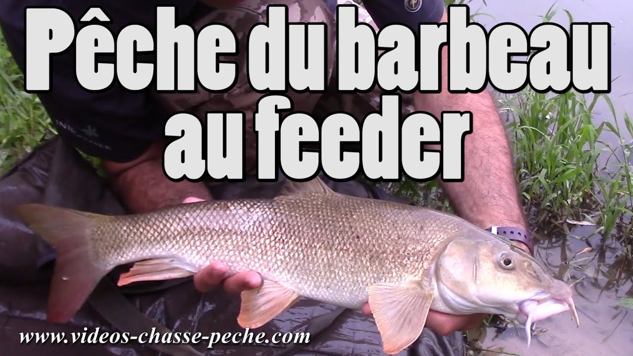 Pêche du barbeau au feeder - Techniques et actions de pêche